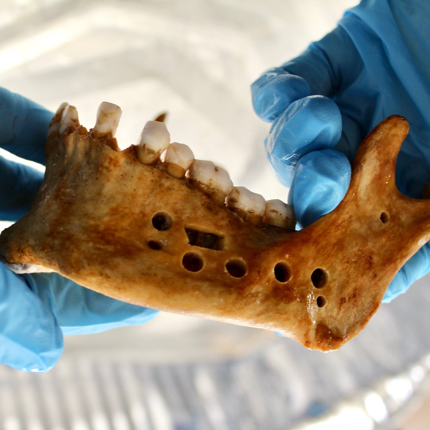 Curso avanzado de microcirugía endodóntica. Valor total 2.900 USD (RESERVA con 500 USD)